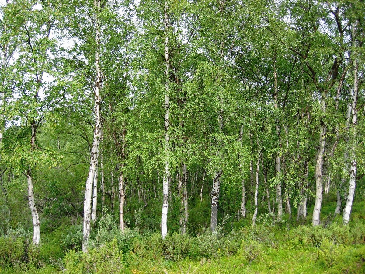 Ruwe berk (Betula pendula)