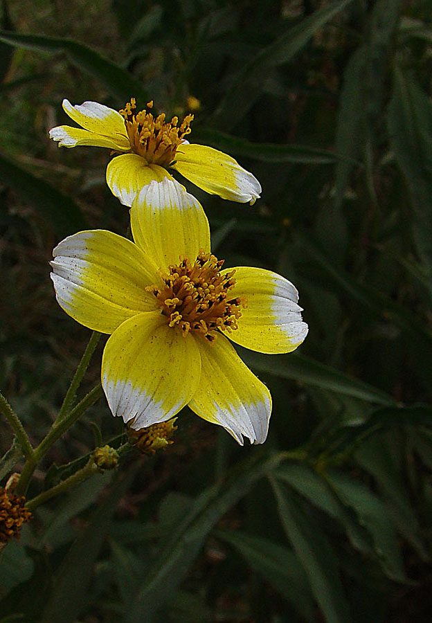 Tandzaad (Bidens aurea)