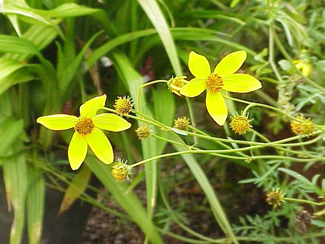 Eenjarig tandzaad (Bidens ferulifolia)