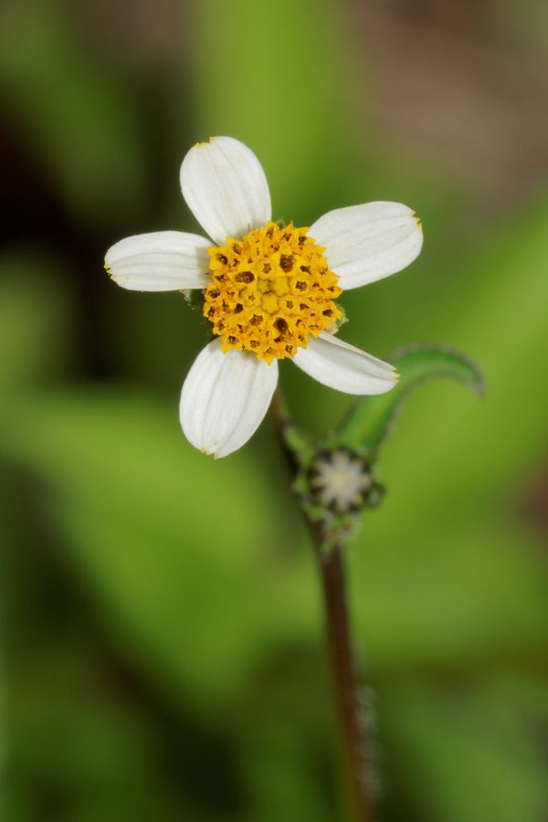 Tandzaad (Bidens pilosa)