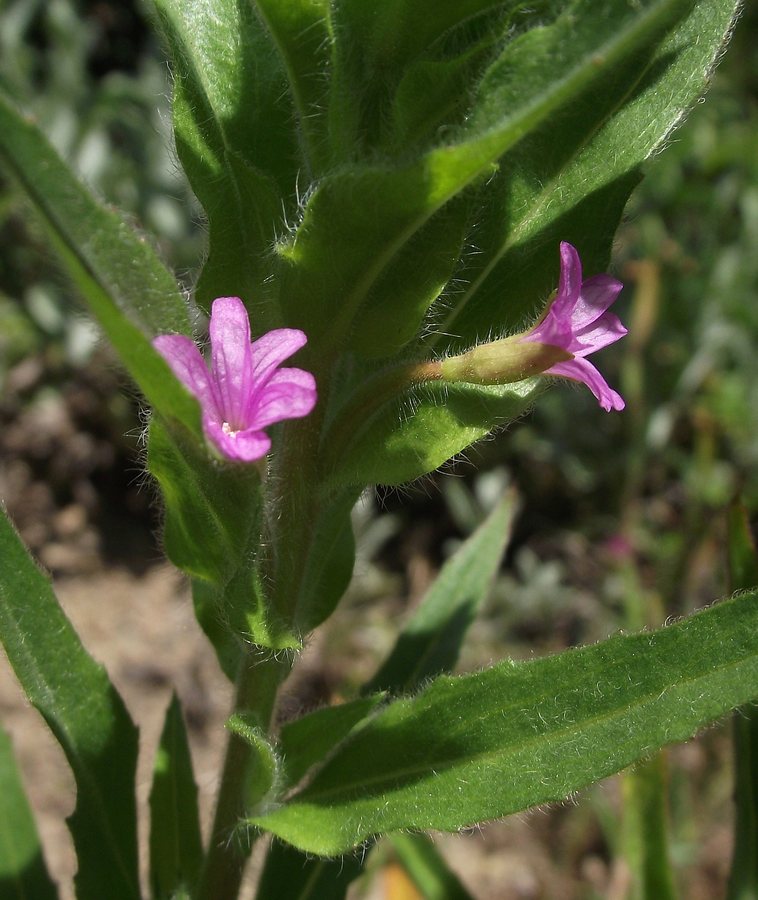 - (Boisduvalia densiflora)