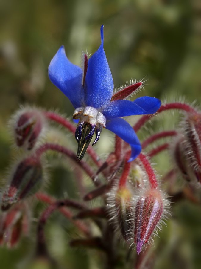 Bernagie / Komkommerkruid (Borago officinalis)