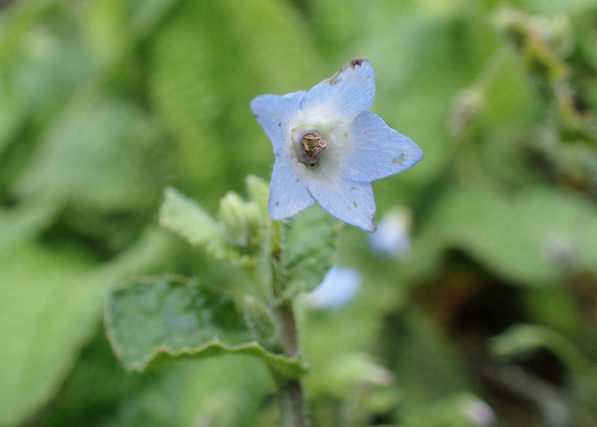 Kleine Bernagie (Borago pygmaea)
