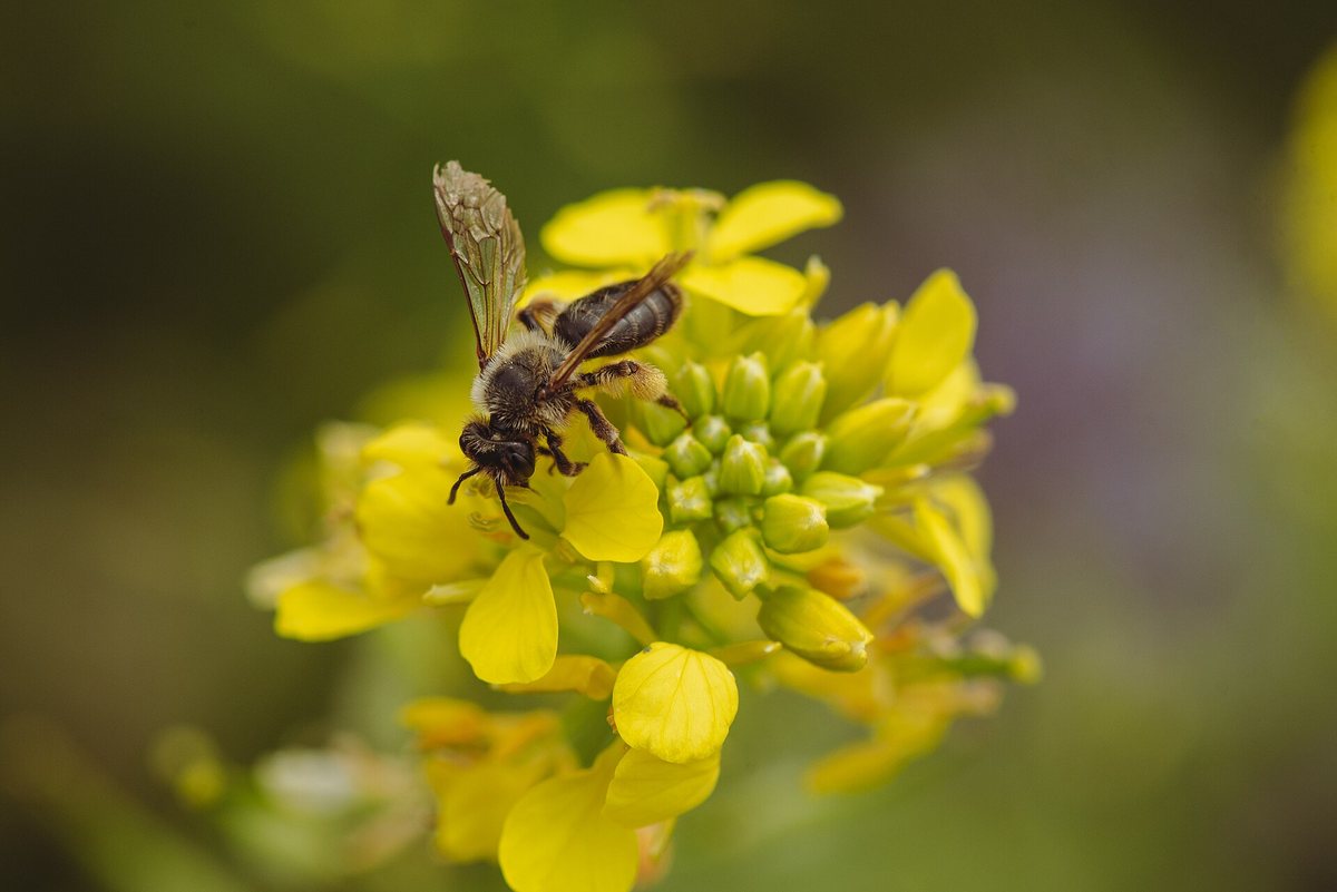 Nootzoetraapzaad (Brassica napus ssp.oleofera)