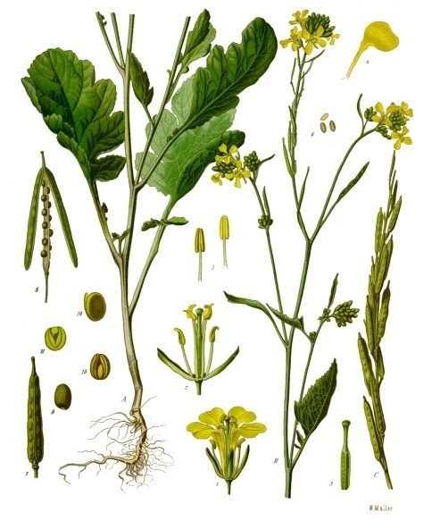 Zwarte mosterd (Brassica nigra)