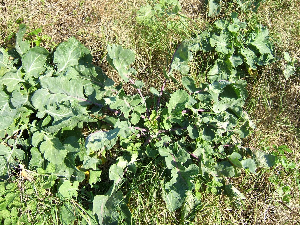 Kool (Brassica oleracea)
