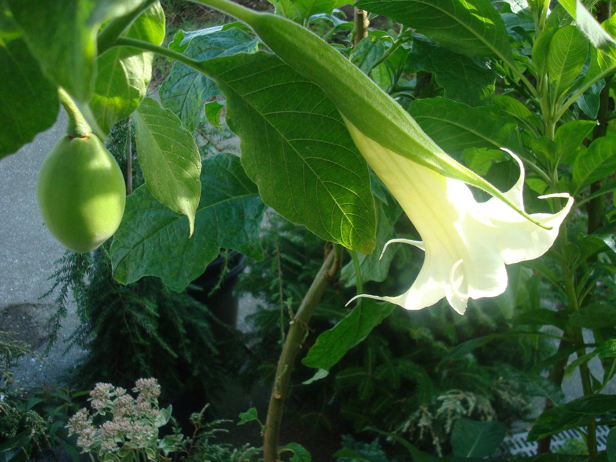 Engelentrompet (Brugmansia arborea)