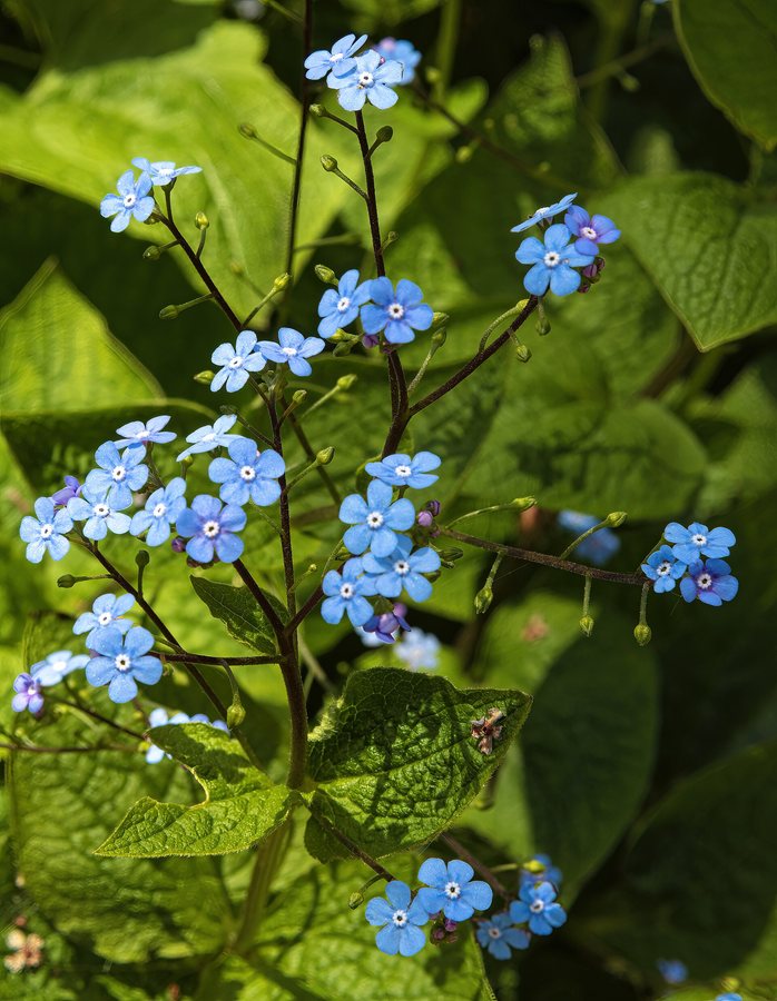 Brunerra (Brunnera macrophylla)