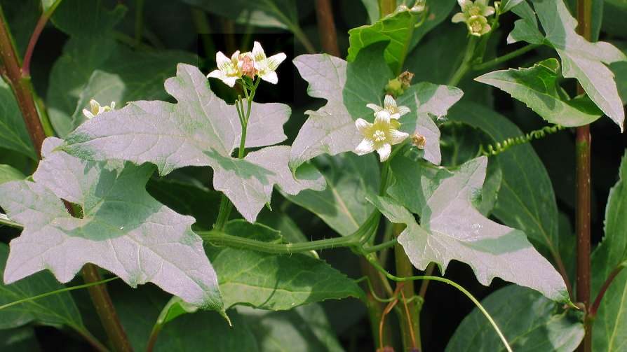 Heggenrank (Bryonia dioica (Bryonia cretica))