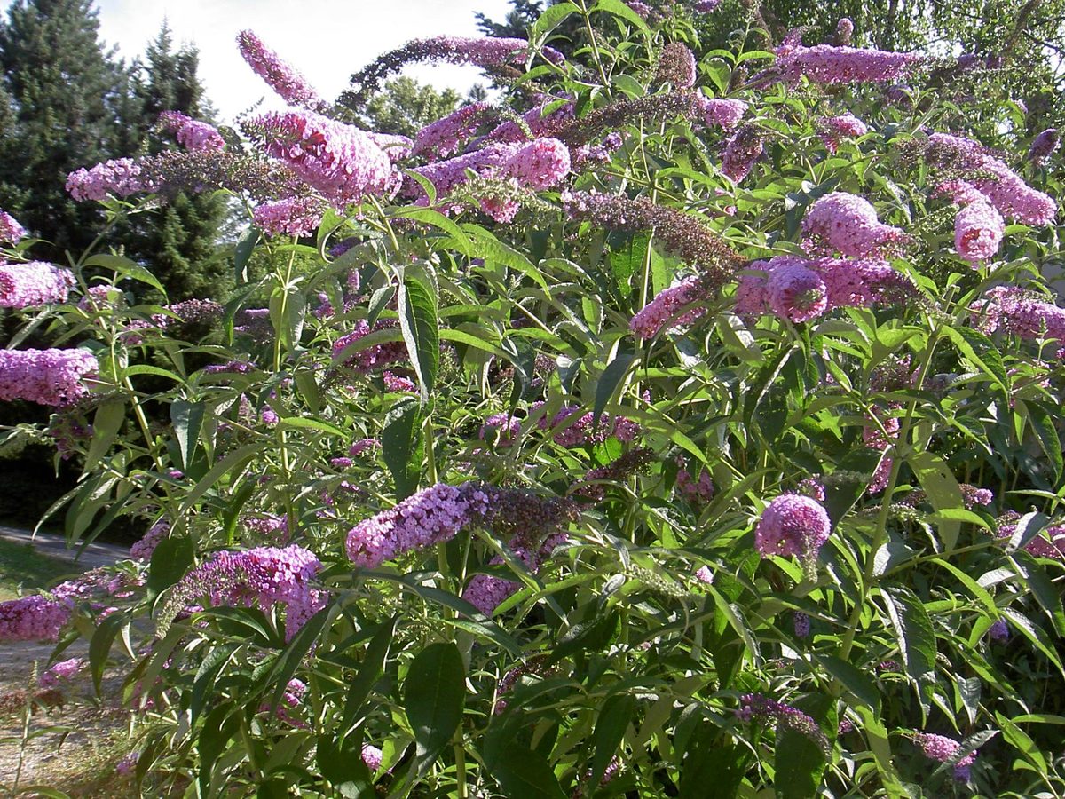 Vlinderstruik / Herfstsering (Buddleja davidii)