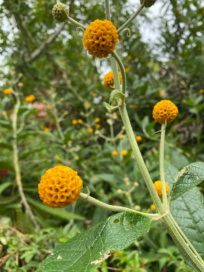 Vlinderstruik / Herfstsering (Buddleja globosa)