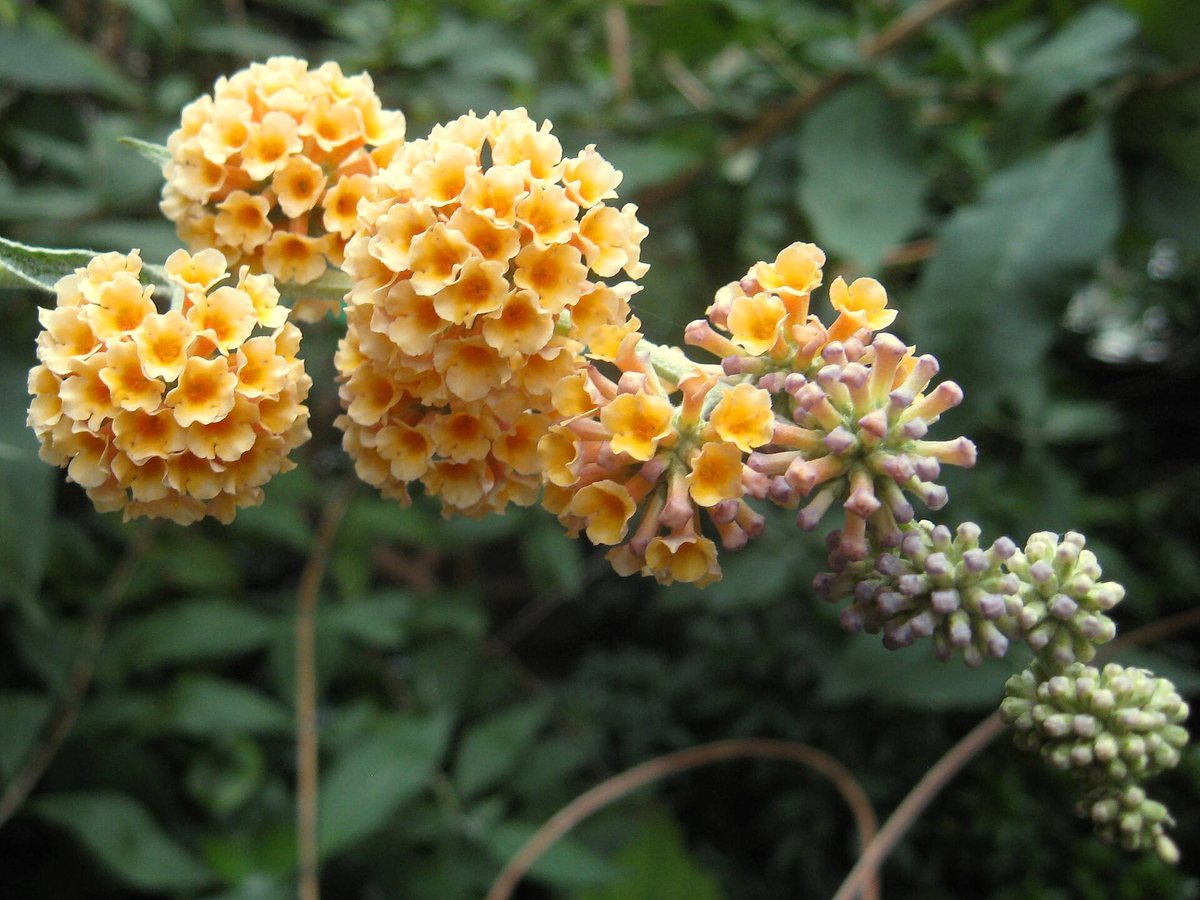 Vlinderstruik / Herfstsering (Buddleja x weyeriana)