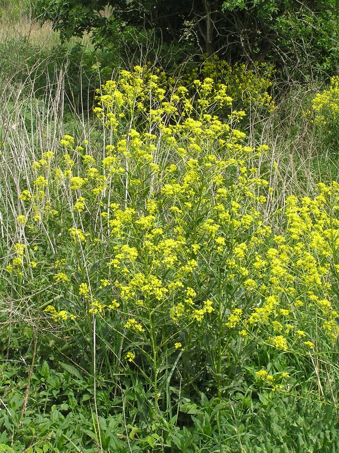 Grote hardvrucht (Bunias orientalis)