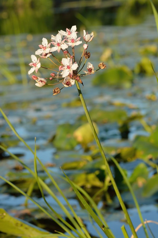 Zwanenbloem (Butomus umbellatus)