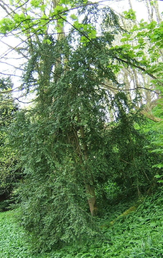 Palmboompje / buksboom (Buxus sempervirens)