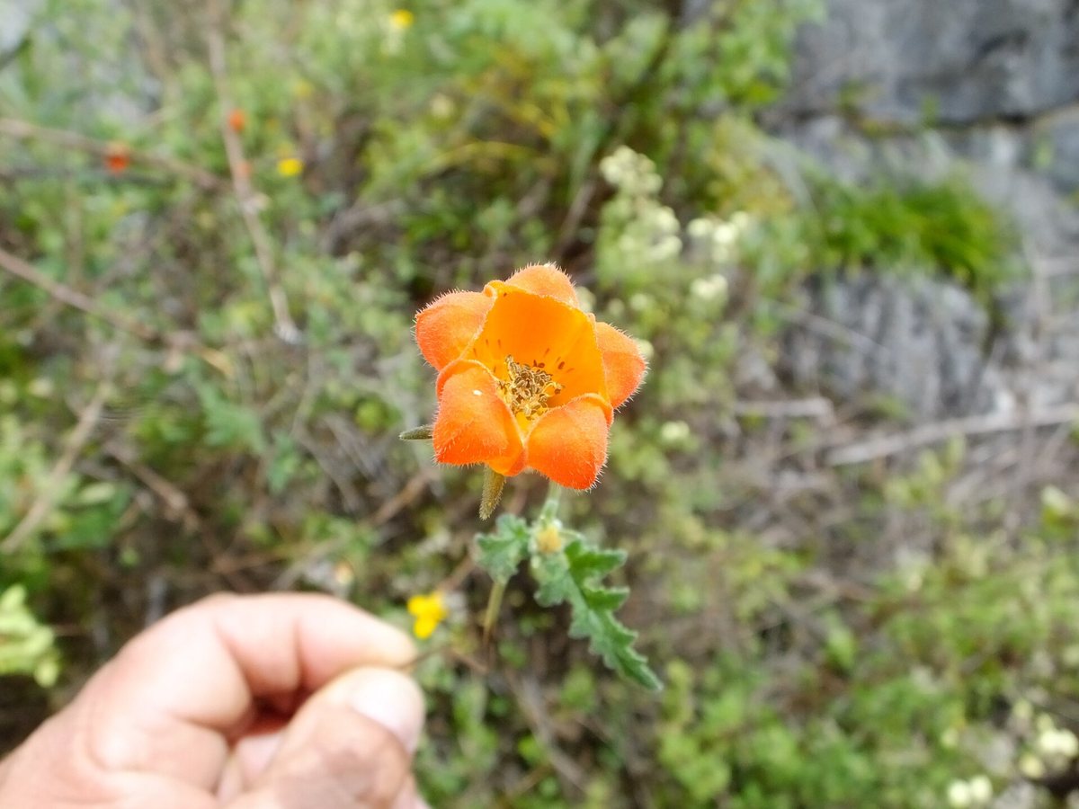 - (Caiophora lateritea)