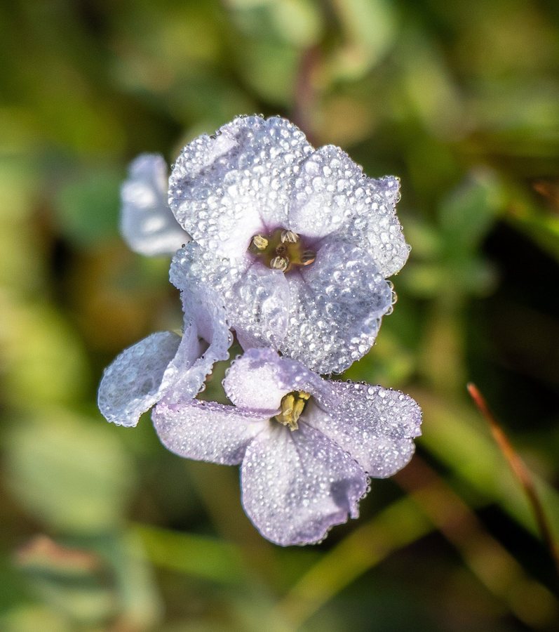 Zeeraket (Cakile maritima)