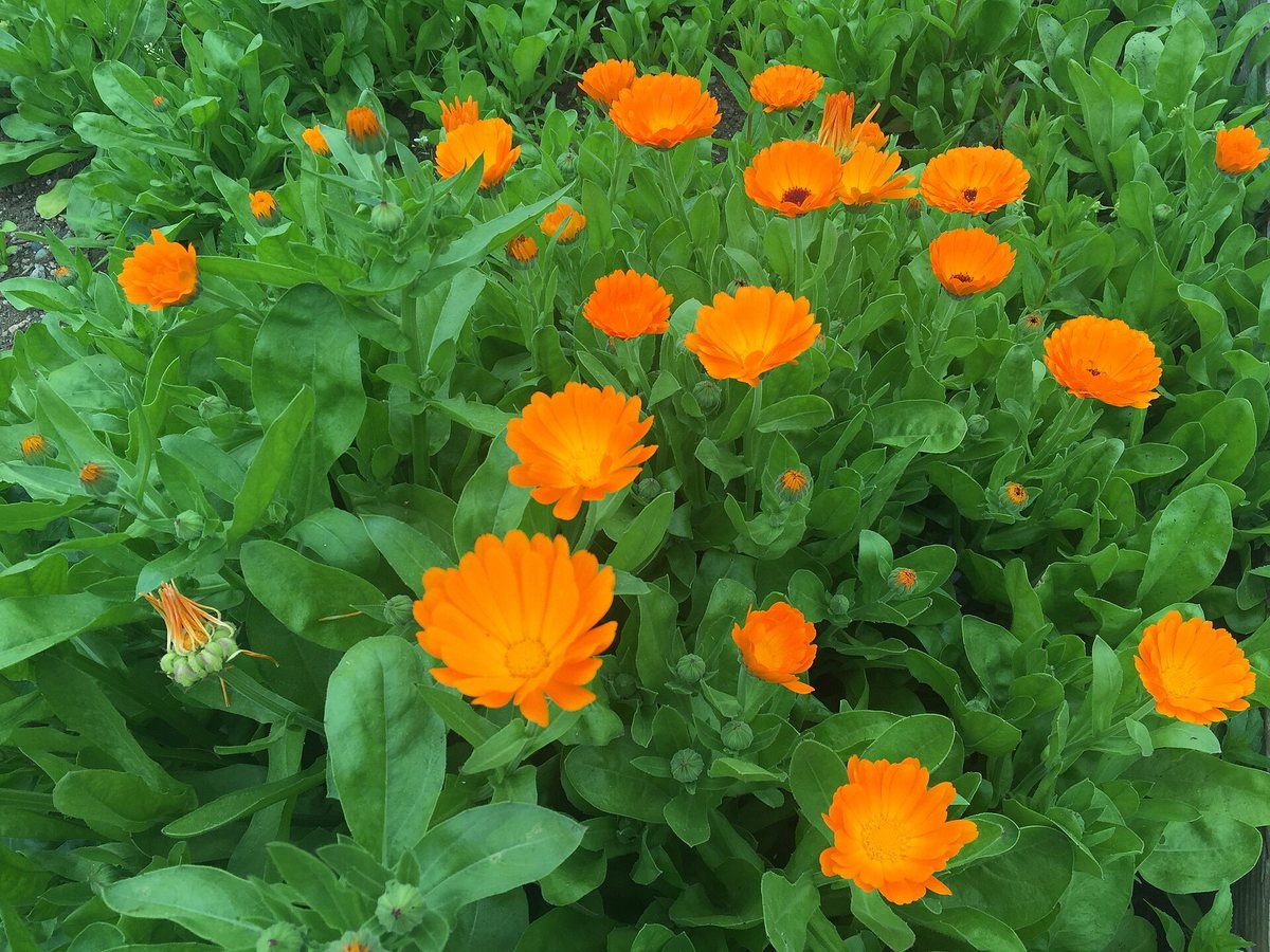 Goudsbloem / Tuingoudsbloem (Calendula officinalis)