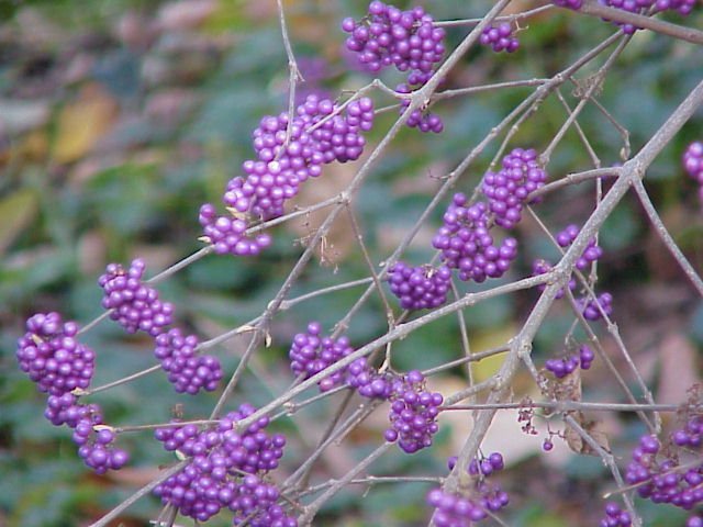 Bezemstruik (Callicarpa bodinieri)