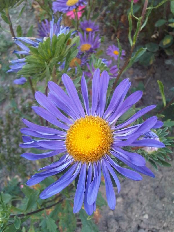 Zomeraster / Reinmargriet / Chinese aster (Callistephus chinensis)