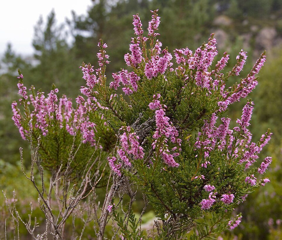 Struikheide / Bezemheide (Calluna vulgaris)