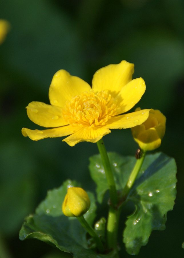 Spindotterbloem (Caltha palustris ssp. araneosa)
