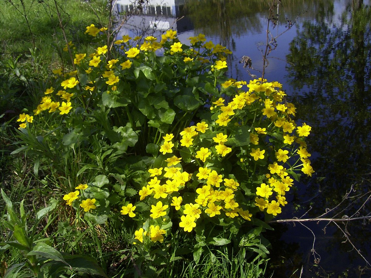 Gewone dotterbloem (Caltha palustris ssp. palustris)