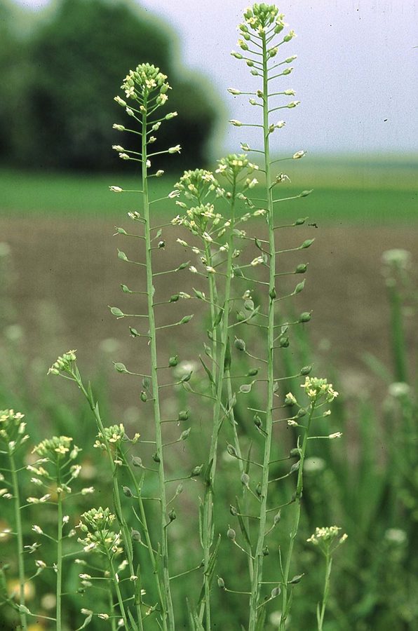 Huttentut (Camelina sativa)