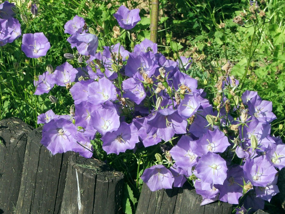 Karpatenklokje (Campanula carpatica)