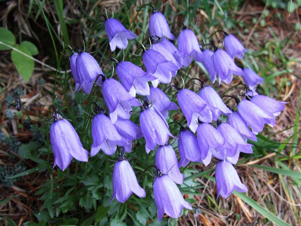 Zodeklokje (Campanula cochleariifolia)