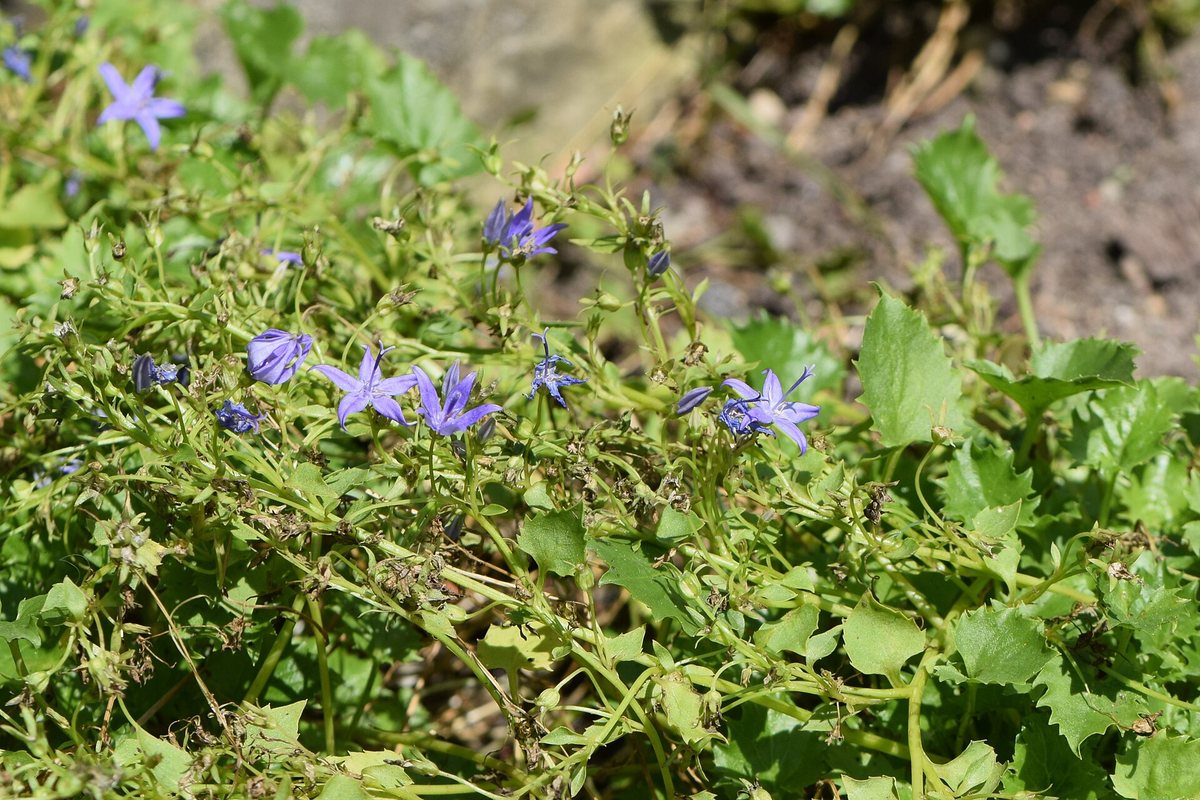 - (Campanula fenestrellata)