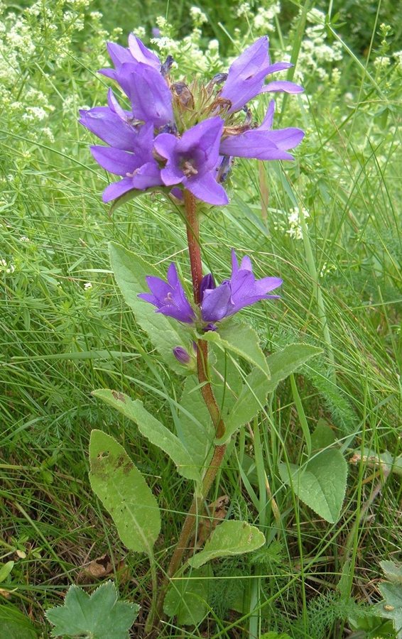 Kluwenklokje (Campanula glomerata)
