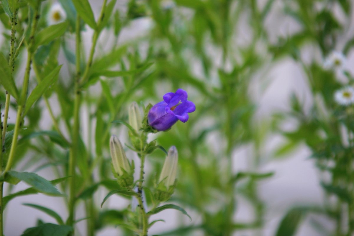 Mariëtteklokje (Campanula media)