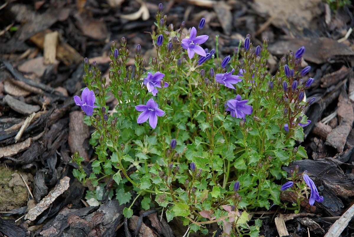 Klokje (Campanula portenschlagiana)
