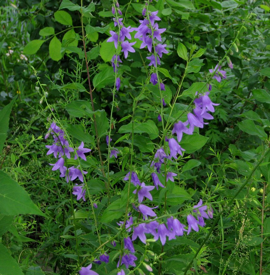 Akkerklokje (Campanula rapunculoides)