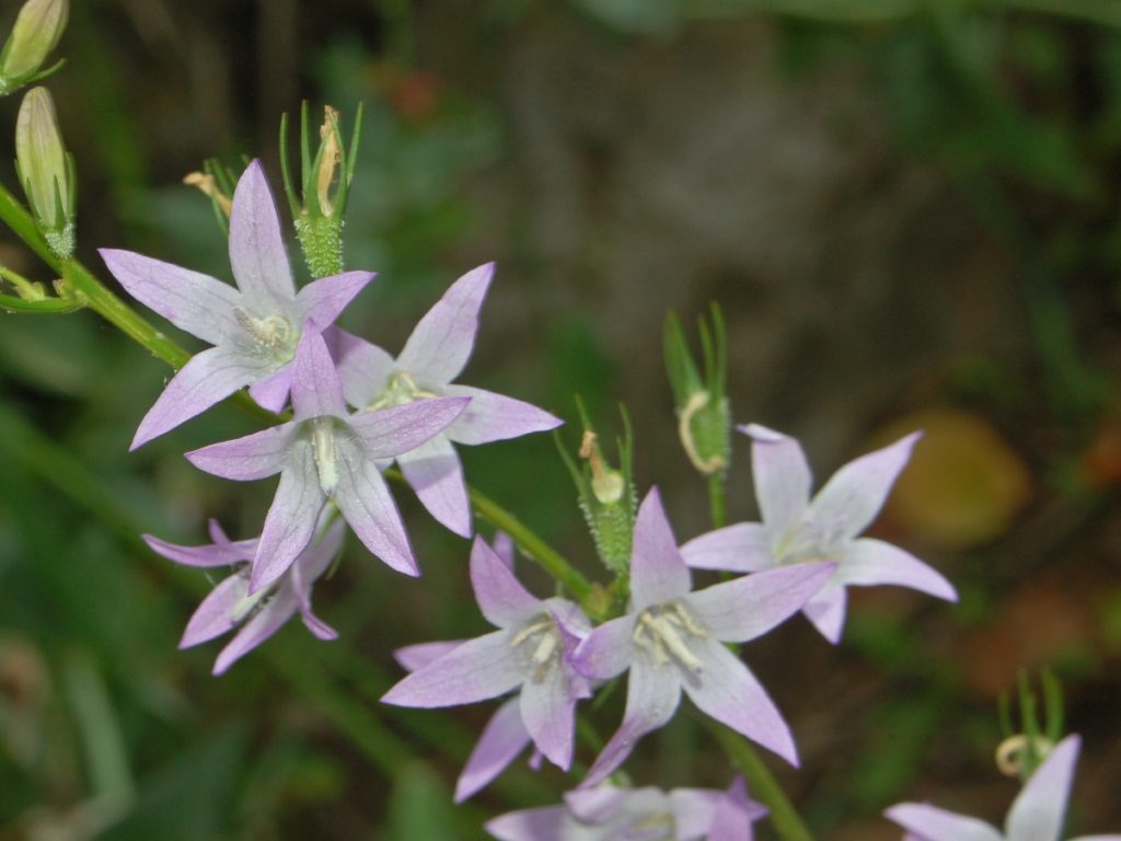Rapunzelklokje (Campanula rapunculus)