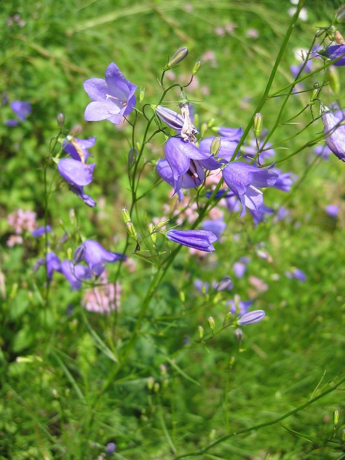 Grasklokje (Campanula rotundifolia)