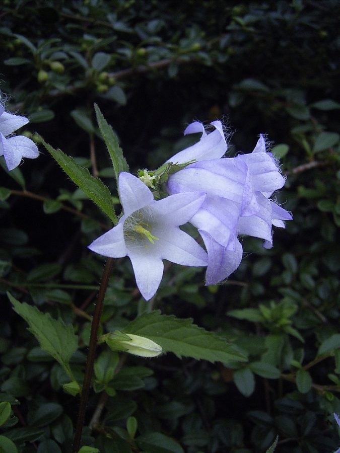 Ruig klokje (Campanula trachelium)
