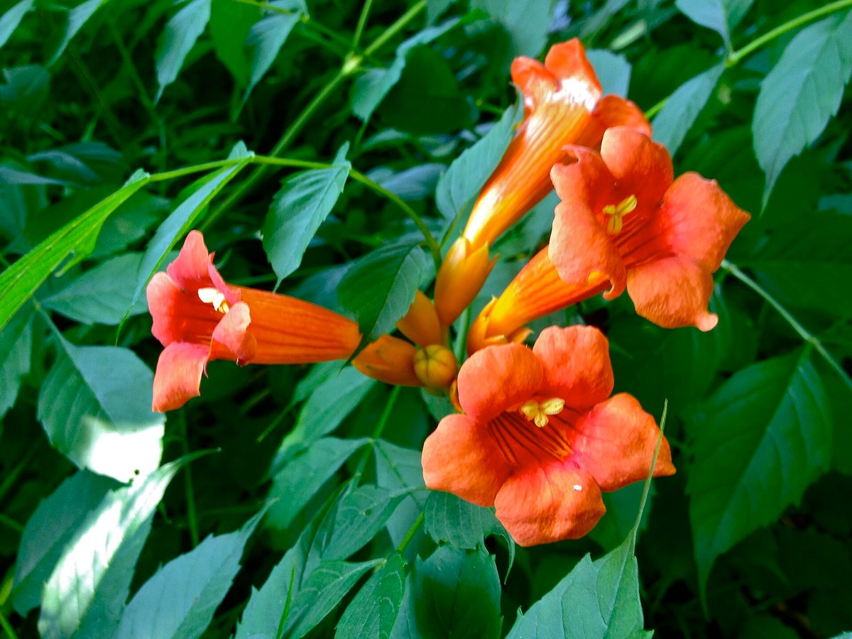 Trompetbloem (Campsis radicans)