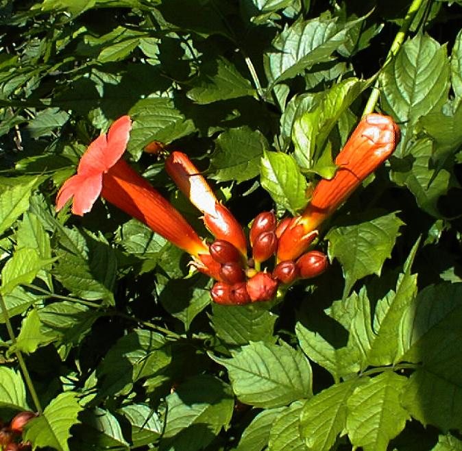 Trompetklimmer (Campsis tagliabuana)
