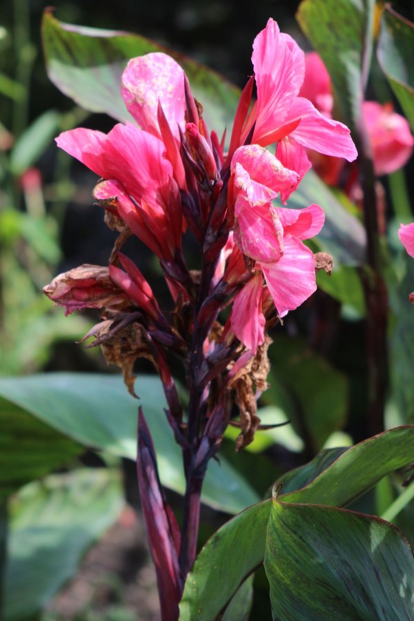 Bloemriet (Canna indica (hybride))