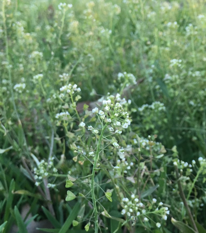 Gewoon herderstasje (Capsella bursa-pastoris)