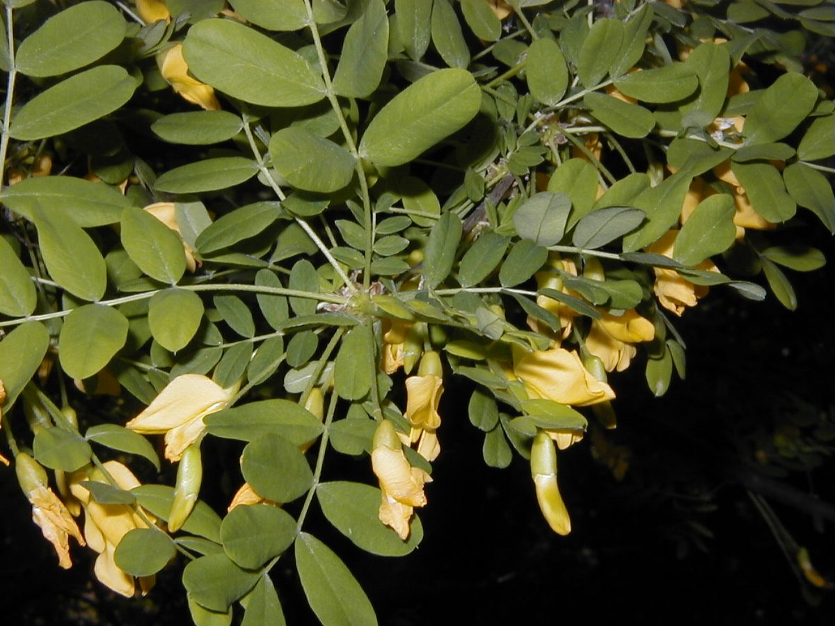 Erwtenstruik (Caragana arborescens)