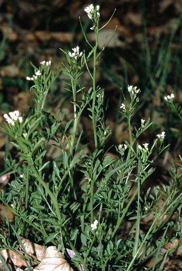 Bosveldkers (Cardamine flexuosa)