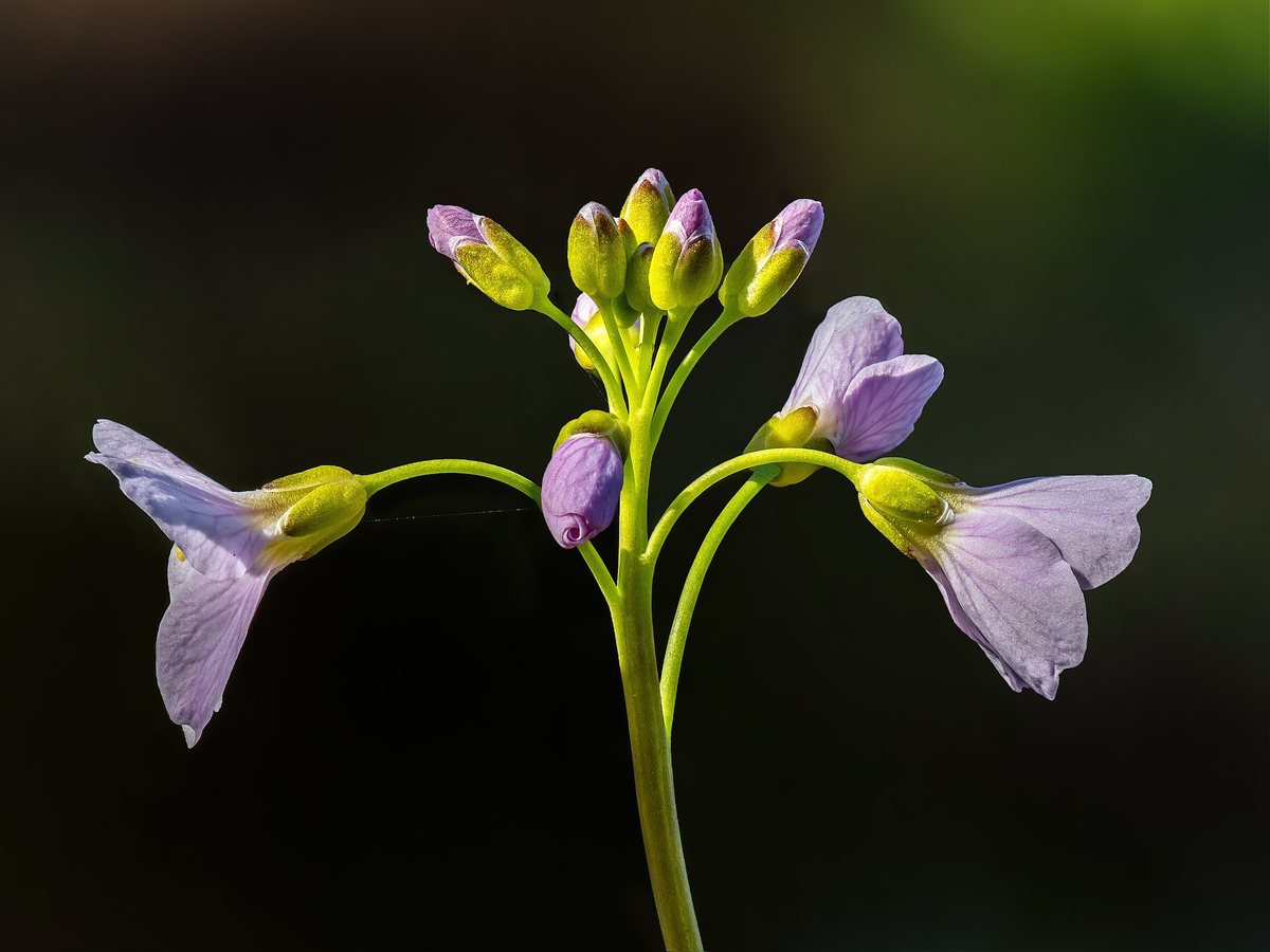 Pinksterbloem (Cardamine pratensis)