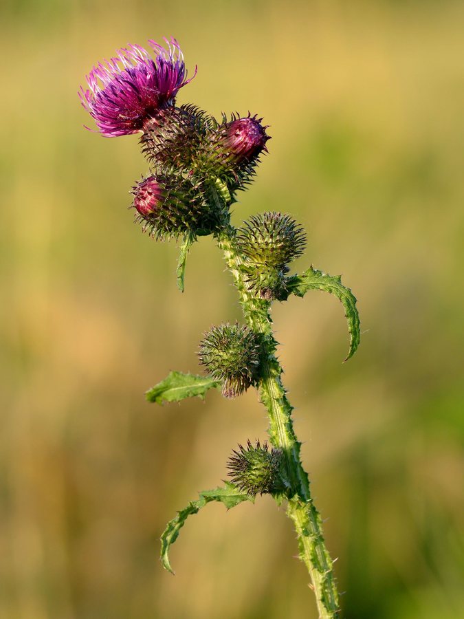 Kruldistel (Carduus crispus)