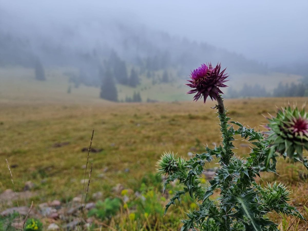 Knikkende distel (Carduus nutans)