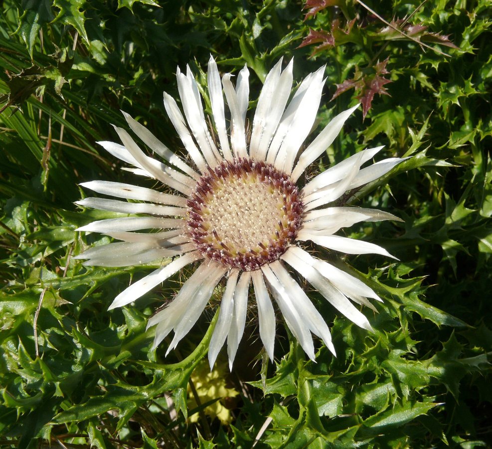 Driedistel / Zilverdistel (Carlina acaulis)