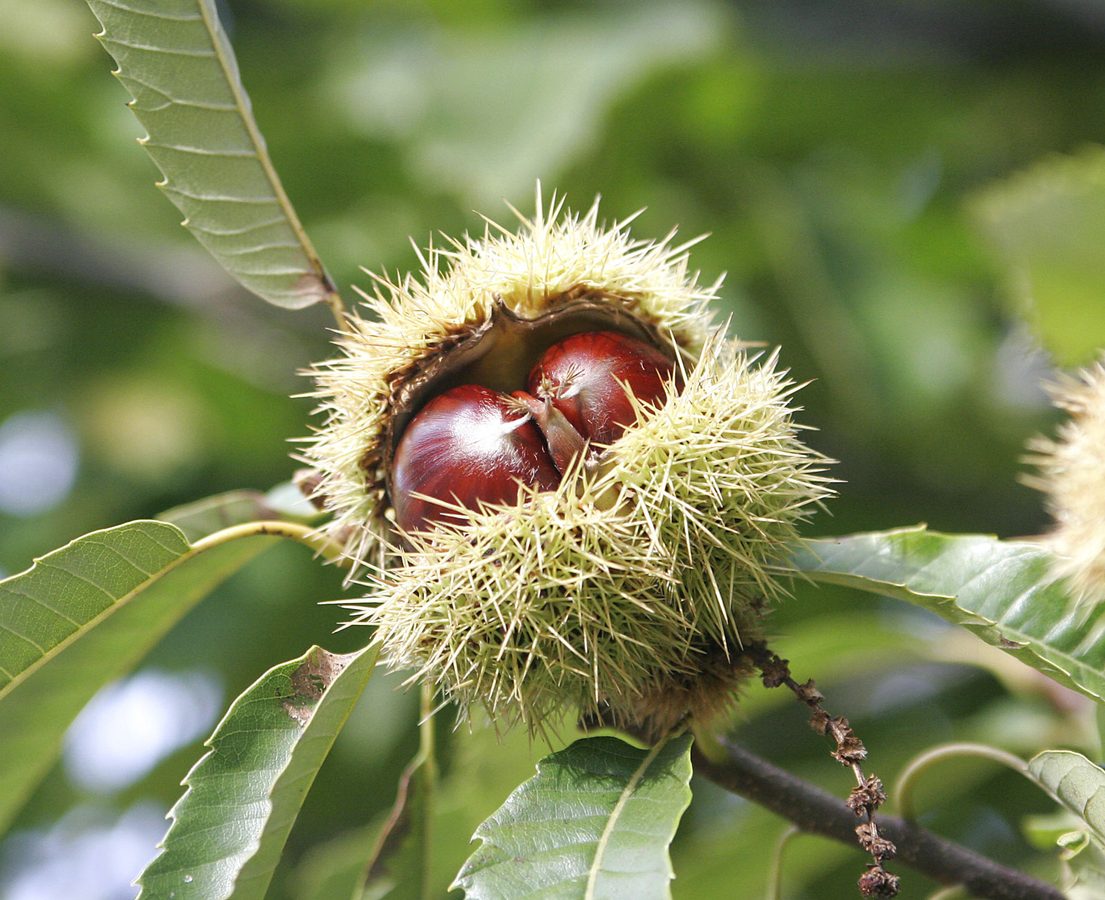 Tamme kastanje (Castanea sativa)
