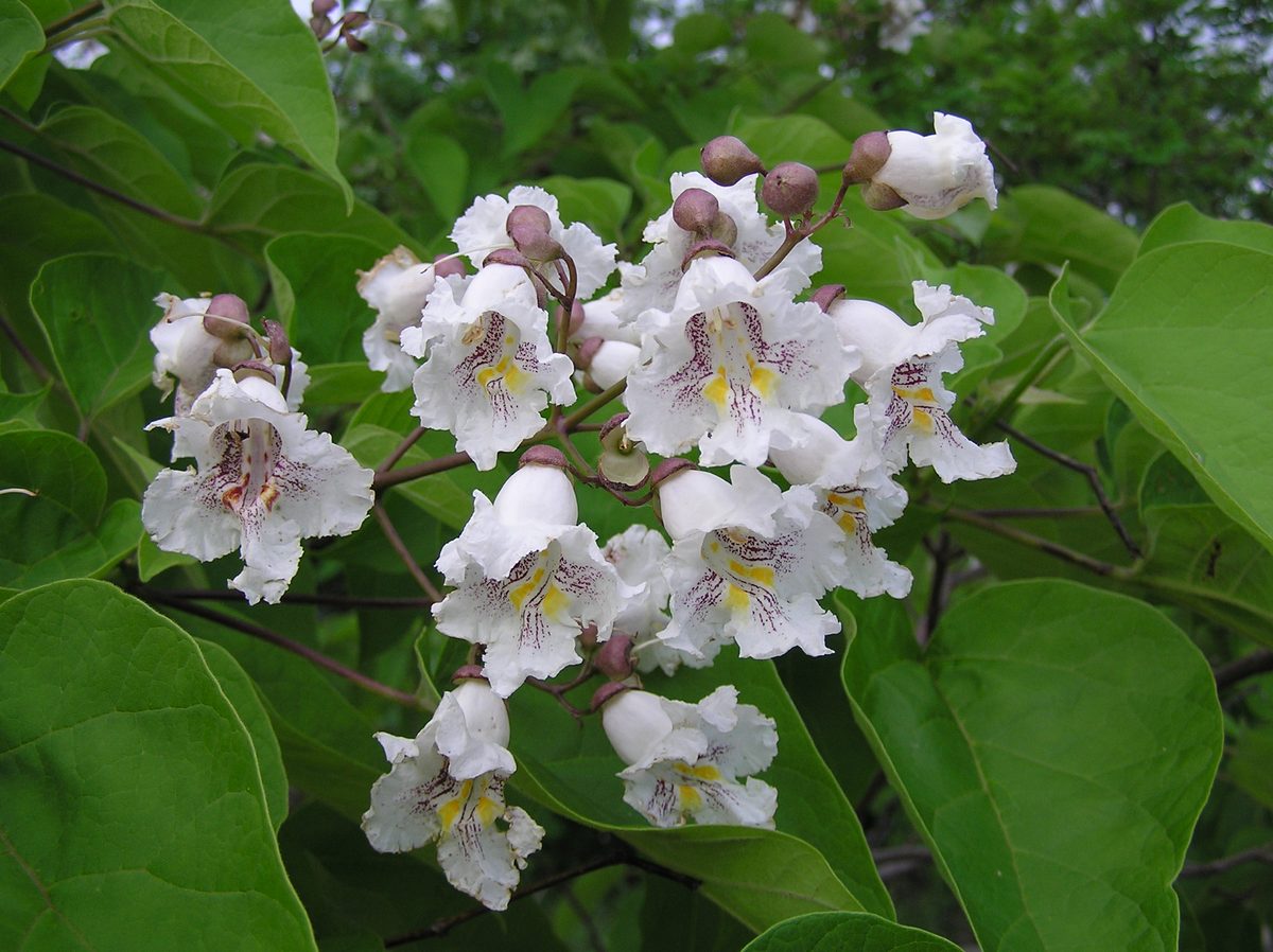 Trompetboom (Catalpa bignonioides)